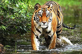 Tiger Safari in Bandhavgarh