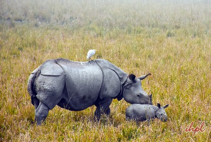 Kaziranga National Park Kanchanjuri, India