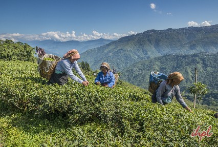 tea gardens of assam