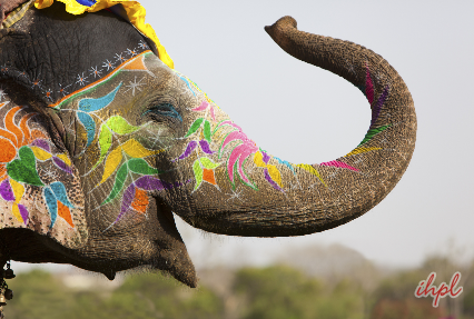 Colorful Elephant