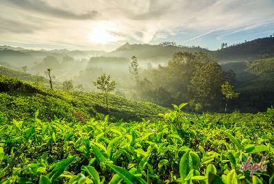 Kerala Panorama Tour