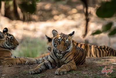 Splendors of Madhya Pradesh