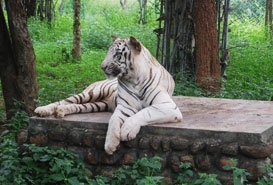 Bannerghatta National Park