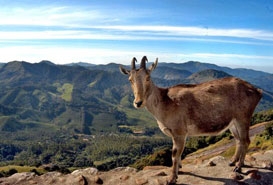 Eravikulam National Park