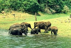 Periyar Wildlife Sanctuary