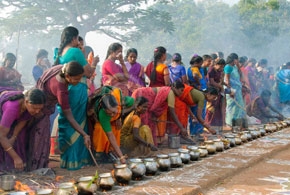 Pongal Festival Tamil Nadu