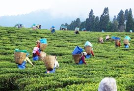 assam tea gardens