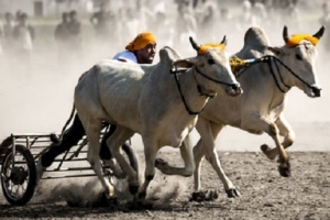 Kila Raipur Sports Festival