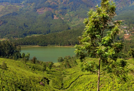 Munnar